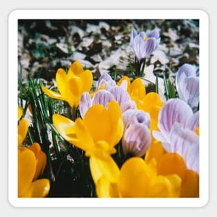 Springtime Crocuses - Diana 120mm Photograph Sticker